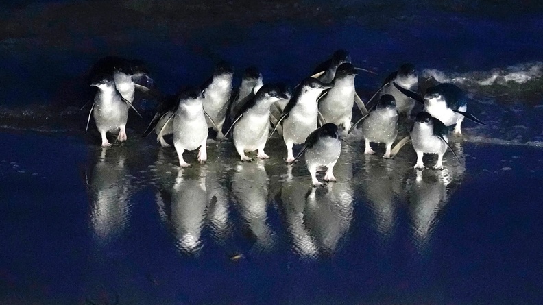 Little Blue Penguins (Eudyptula minor), AKA Korora, Royal Albatross Centre, Harington Point, near Dunedin, New Zealand